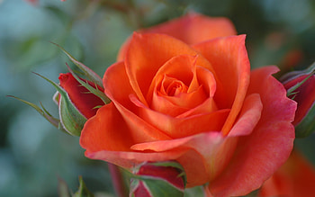 Orange Rose, Nature, Macro, Flower, Rose HD wallpaper