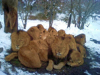 Its too Cold, cool, group , lions family HD wallpaper