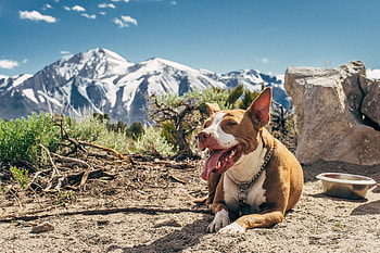 Animals, Lies, Dog, Protruding Tongue, Tongue Stuck Out HD wallpaper