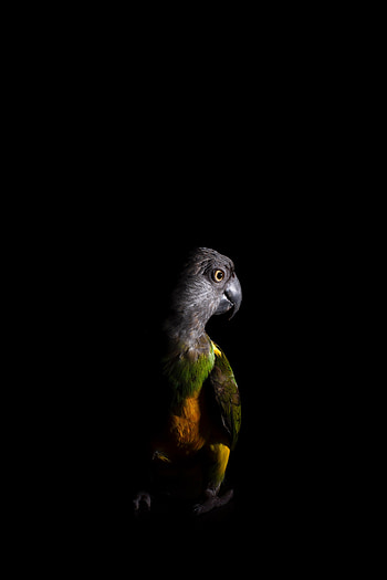 Parrot, portrait, colorful HD phone wallpaper