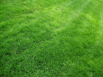 Plants, Grass, Background HD wallpaper