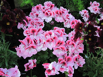 Attractive Flowers at the garden 75, purple, pink, graphy, green, Flowers, garden HD wallpaper