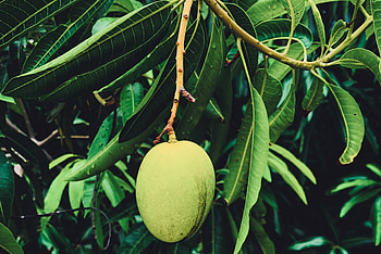 Mango cultivation, Healthy fruit, Garden center, Quality plants HD wallpaper
