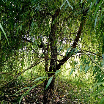 Willow Tree, Golden weeping willow, Stunning roots, Vibrant plants HD phone wallpaper