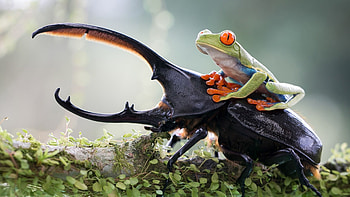 Green tree frog, Nature's artwork, Beautifully patterned, Charming amphibian HD wallpaper