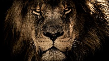 Close-up, Lions HD wallpaper