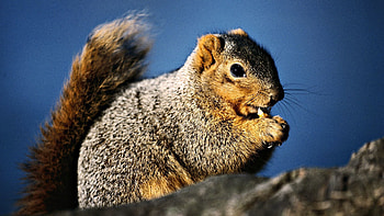 Animals, Squirrel, Eats, Fluffy Tail HD wallpaper