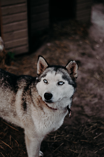 Animals, Dog, Pet, Sight, Opinion, Husky HD phone wallpaper