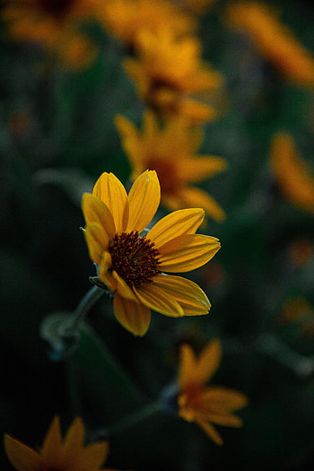 Flowers, Flower, Plant, Close-Up, Bloom, Flowering HD phone wallpaper