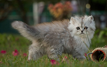 Animals, Fluffy, Kitty, Kitten, Stroll HD wallpaper