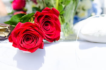 Close-up of vibrant red roses on a white table, perfect for romantic themes. HD wallpaper