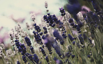 Flowers, Grass, Summer, Macro, Shine, Light, Polyana, Glade HD wallpaper