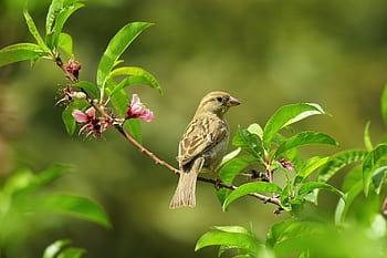 Captivating shot of a sparrow perched on a blooming branch with vibrant green leaves and flowers. HD wallpaper
