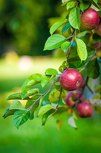 Spartan, Apple Trees HD phone wallpaper