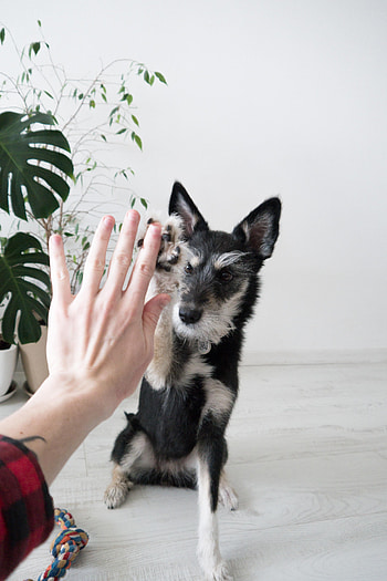 Animals, Friendship, Hand, Dog, Friend HD phone wallpaper