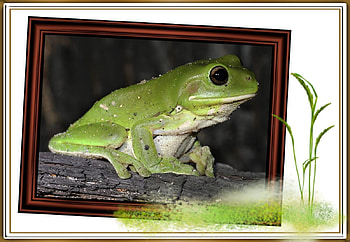 FRAMED FROGS, FROG, NATURE, FRAMED HD wallpaper