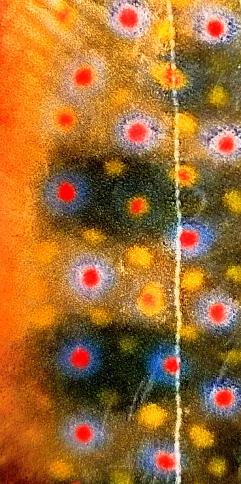 Brook Trout Pattern, Fish Pattern, Brook Trout HD phone wallpaper