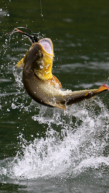 Bass fishing, Fishing HD phone wallpaper