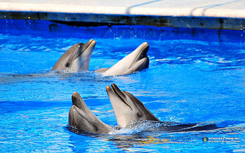 Dolphin, animal, mammal, water HD wallpaper