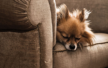 Animals, Fluffy, Dog, Puppy, Sleep, Dream, Armchair HD wallpaper
