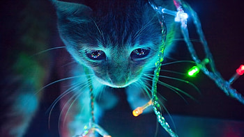 Cute cat with blue lights, Magical ambiance, Whimsical charm, Mesmerizing glow HD wallpaper