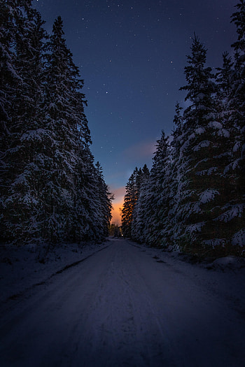 Road, Winter, Trees, Twilight, Snow, Dark, Dusk HD phone wallpaper