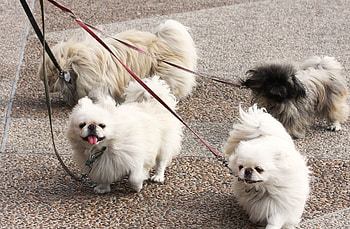 Animals, Dogs, Pekingese, Stroll, Leashes HD wallpaper