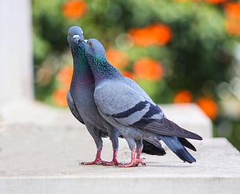 Close-up of two pigeons on a ledge with blurred greenery in Bengaluru, India. HD wallpaper