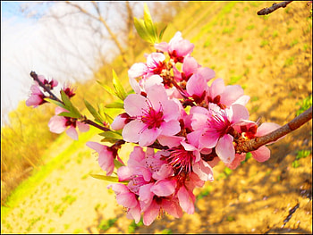 Morning glow , god, morning, glow, faith, wonderful, spring, bright, sparkle, hope, sunshine, beautiful, tree, pink, life, light, yellow, fields, nature, flowers, forever HD wallpaper