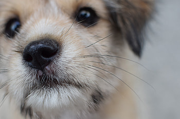 Animals, Dog, Muzzle, Close-Up, Puppy HD wallpaper