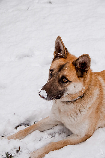 Animals, Snow, Dog, Animal, Sweetheart, Nice HD phone wallpaper