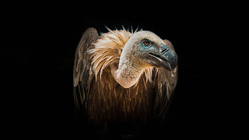 Bird Vulture wild, African birds feeding, Extinct animals HD wallpaper