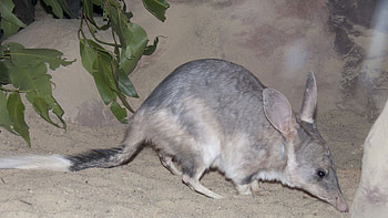 Australian wildlife, Bandicoot quiz, Walkabout challenge, Iconic animal identification HD wallpaper