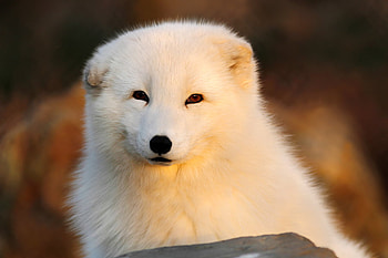 glowing-fox, animal, dog, white, cute, fox HD wallpaper