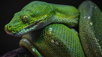 Green python, Macro pattern, Reptile , U TV HD wallpaper