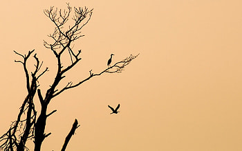 Storks, nature, bird, animals HD wallpaper