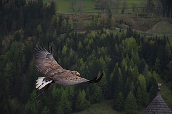 A powerful hawk in flight over a lush green forest, showcasing its impressive wingspan and natural beauty. HD wallpaper