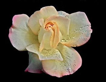 Shades of color, rose, pink, coral, black background, flower, whit HD wallpaper