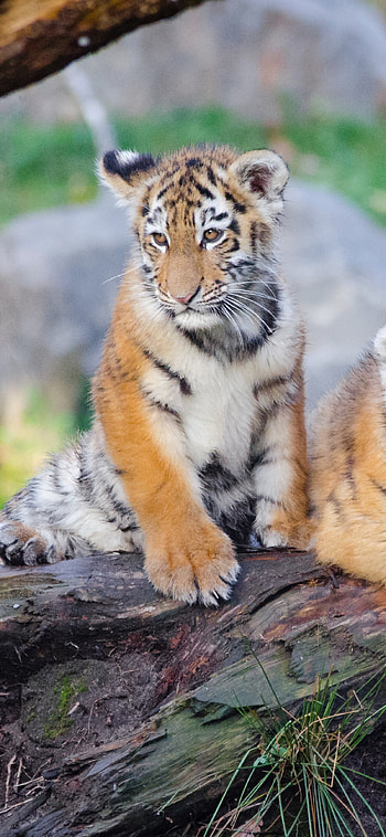 Majestic tiger, Power and grace, Untamed wilderness, Striking presence HD phone wallpaper