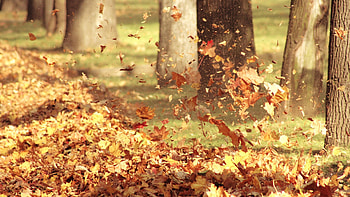 autumn winds, leaves, woods, graphy, yellow, fall, trees HD wallpaper