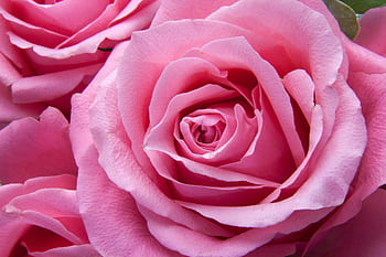 Detailed close-up of vibrant pink rose blossoms showcasing delicate petals. HD wallpaper