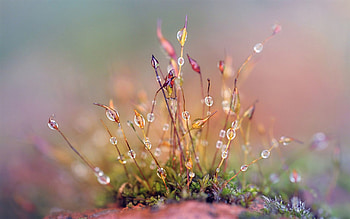 Grass, Drops, Macro, Branches, Moisture HD wallpaper