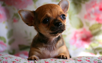 Chihuahua-Play With Me, cute, puppy, chihuahua, little HD wallpaper