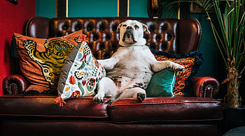Animals, Dog, Sofa, Cushions, Pillows, King, Bulldog HD wallpaper