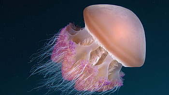 Cephea cephea, Jellyfish HD wallpaper