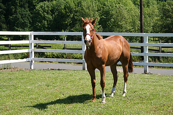 Animals, Grass, Fencing, Enclosure, Horse, Corral HD wallpaper