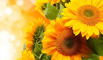 Sunflowers, Bright, Summer, Closeup HD wallpaper