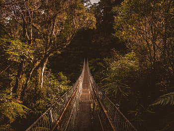 Nature, Trees, Bridge, Suspension Bridge HD wallpaper