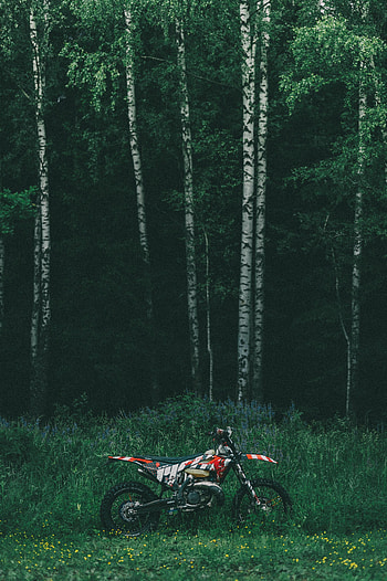 Trees, Motorcycles, Forest, Motorcycle, Bike HD phone wallpaper