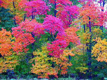 Autumn Trees, trees, autumn, colored, leaves HD wallpaper